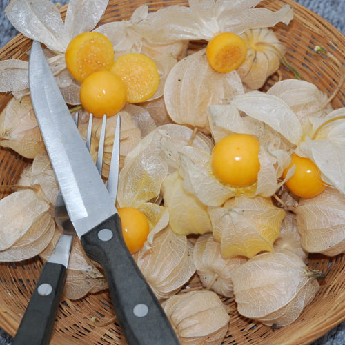 Golden Berry Gigantea