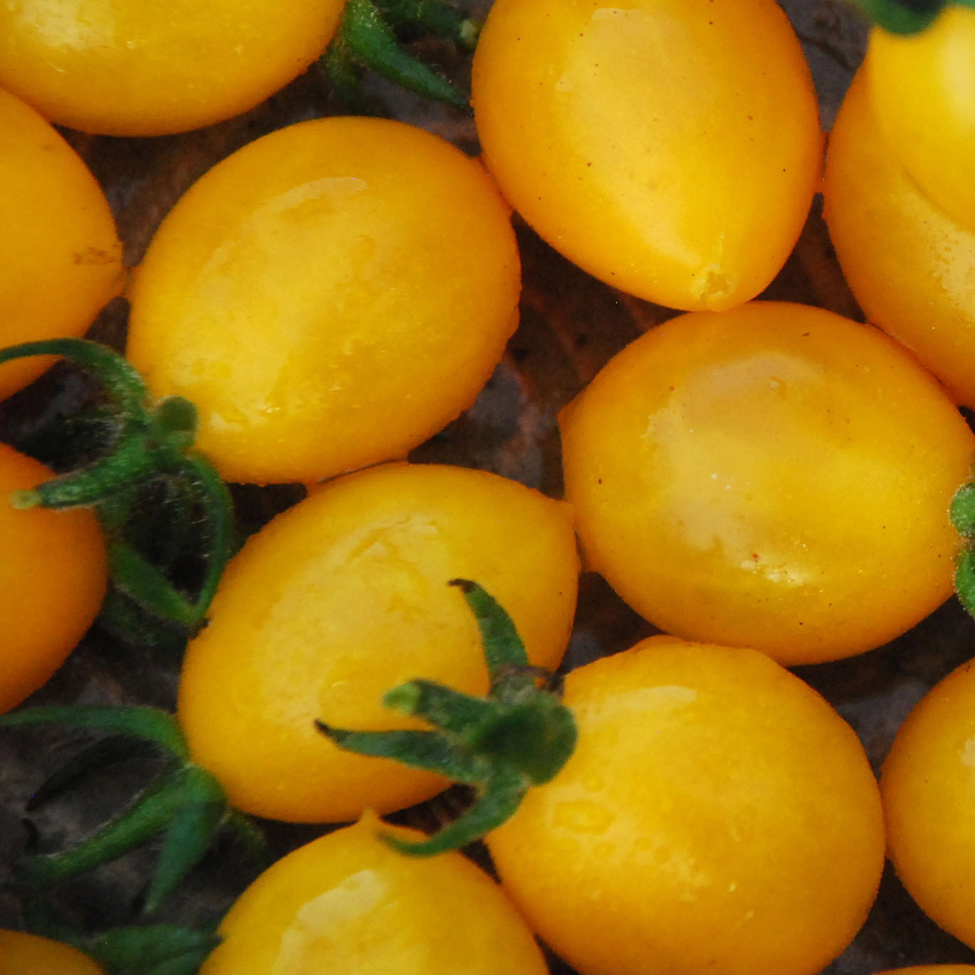 Golden Grape1