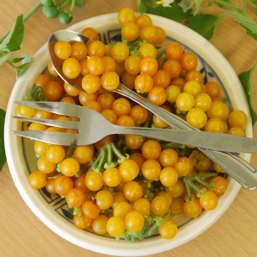 Golden Wonder Berry7