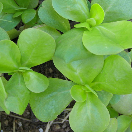 Goldenpurslane