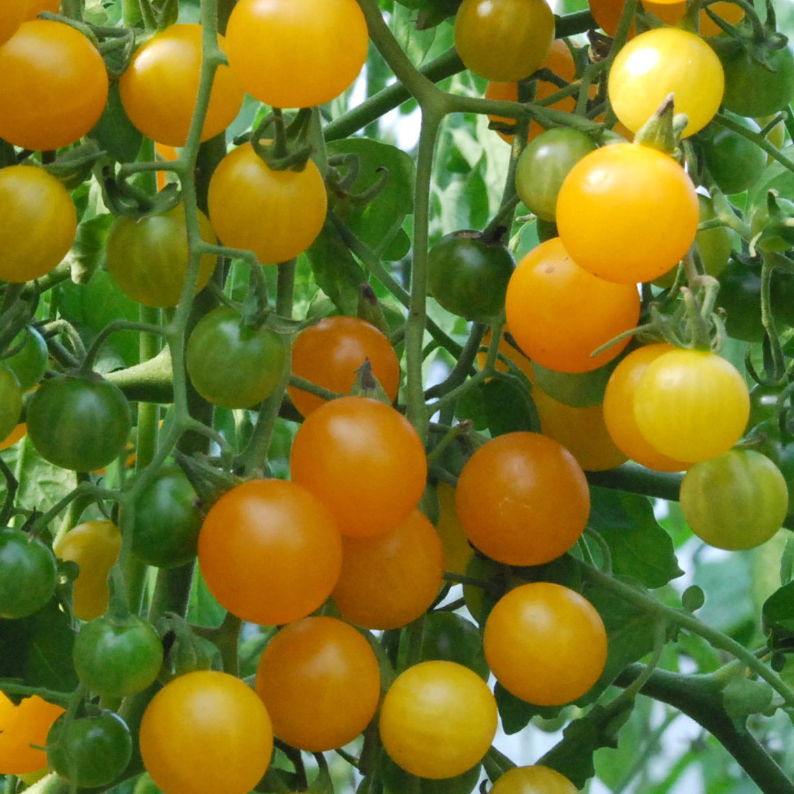 Goldrushcurrant2