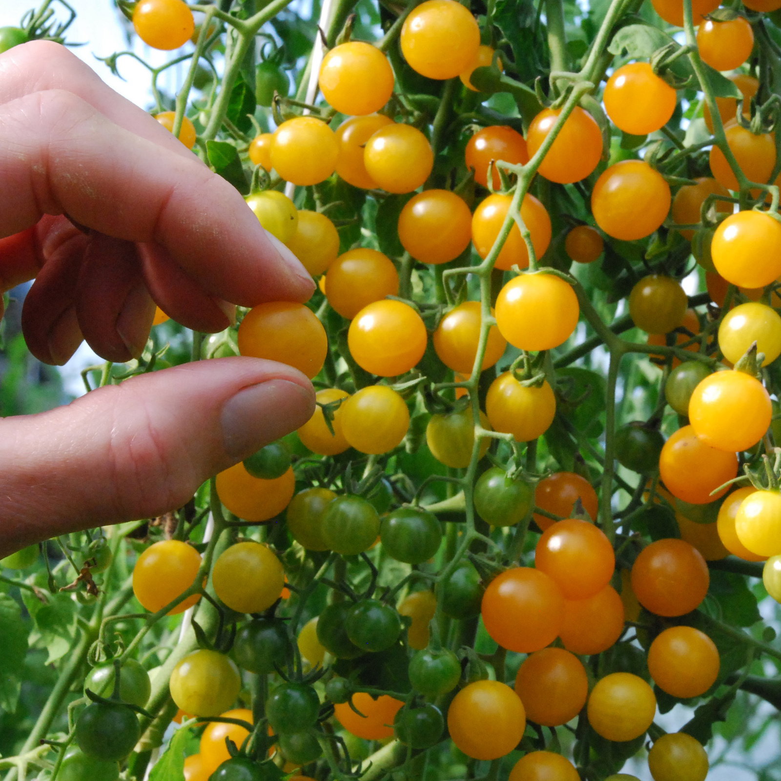 Goldrushcurrant1