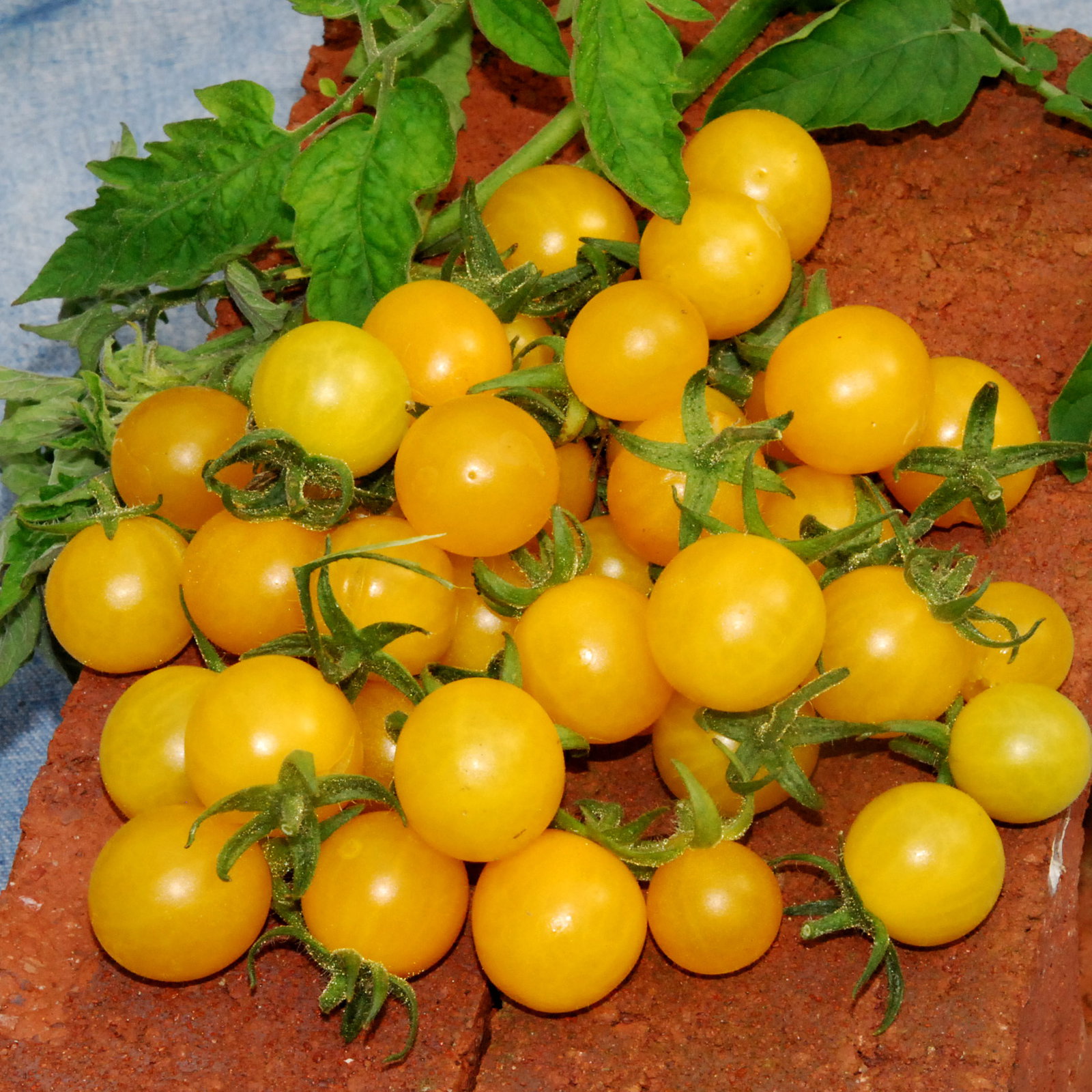 Goldrushcurrant9