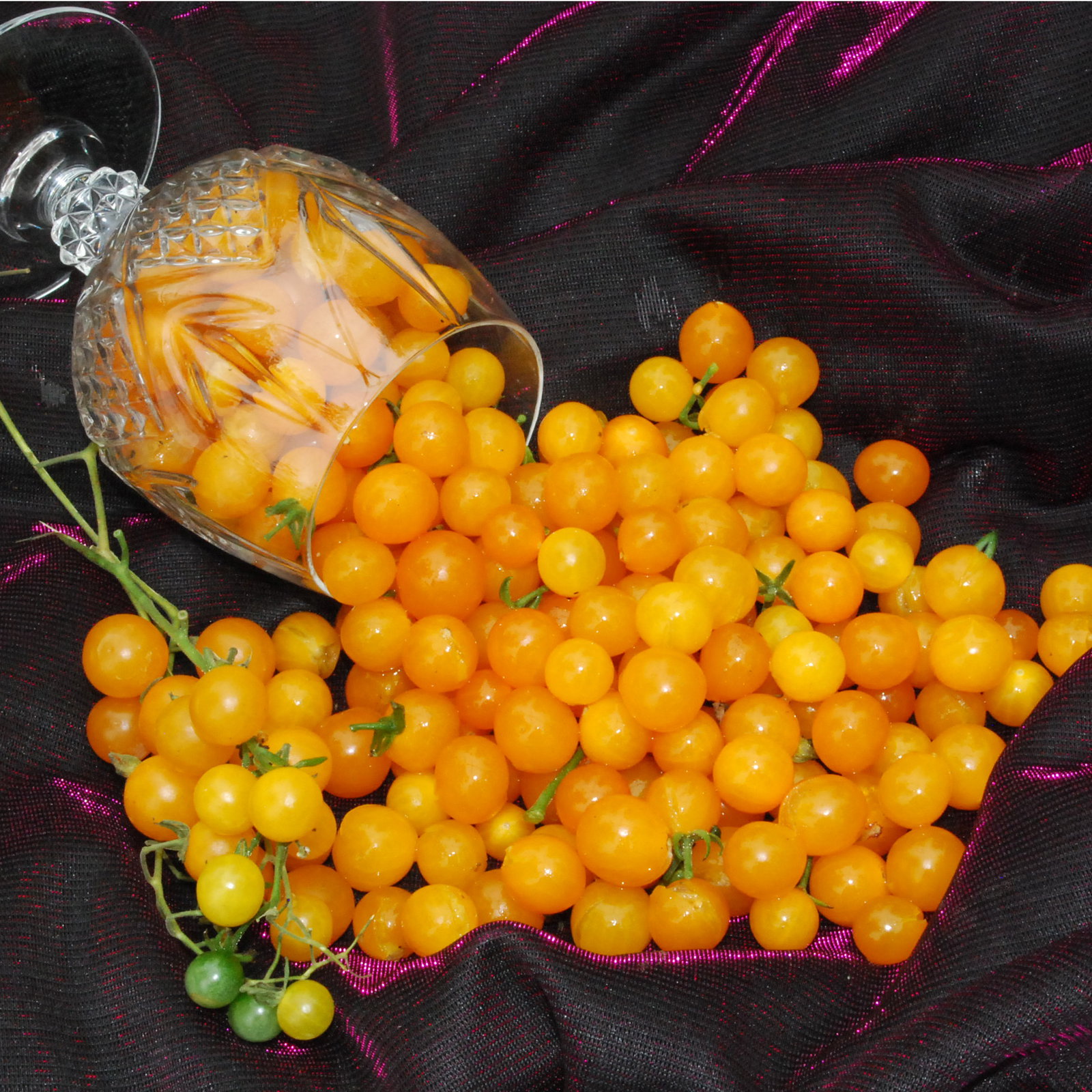 Goldrushcurrant4