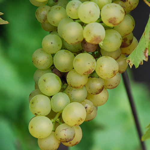 Grape Madeleine Angevine
