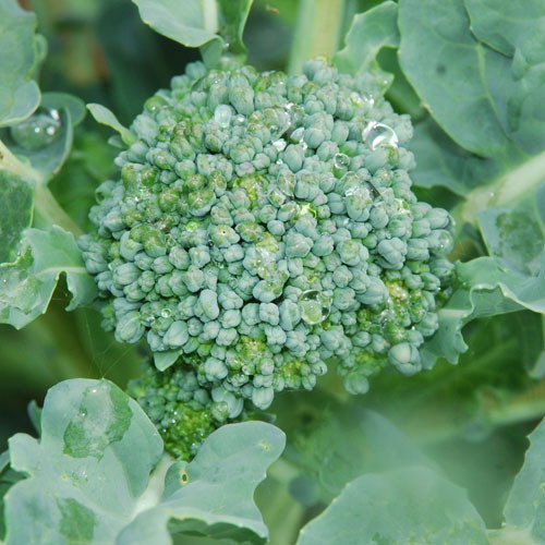 Green Sprouting Calabrese