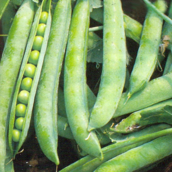 Greenshaft