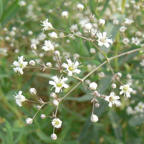 Gypsophila Paniculata White Gyp40