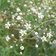 Gypsophila Paniculata White Gyp40