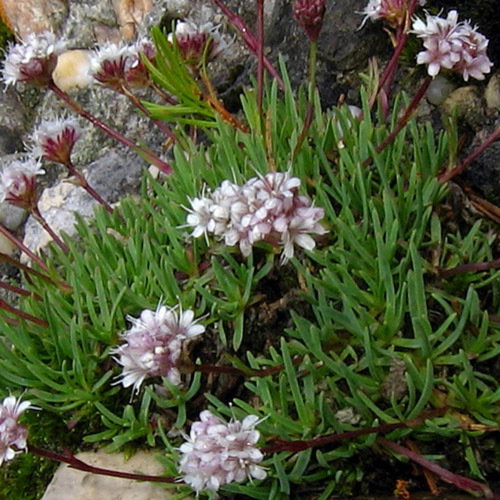 Gypsophila Petraea