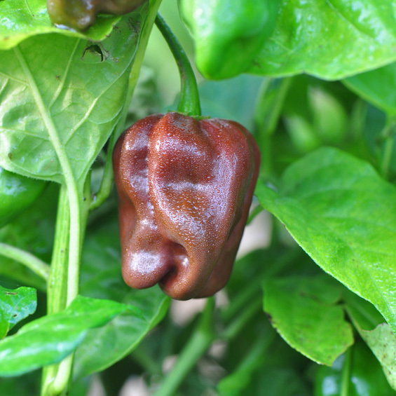 Habanero Chocolate Brown