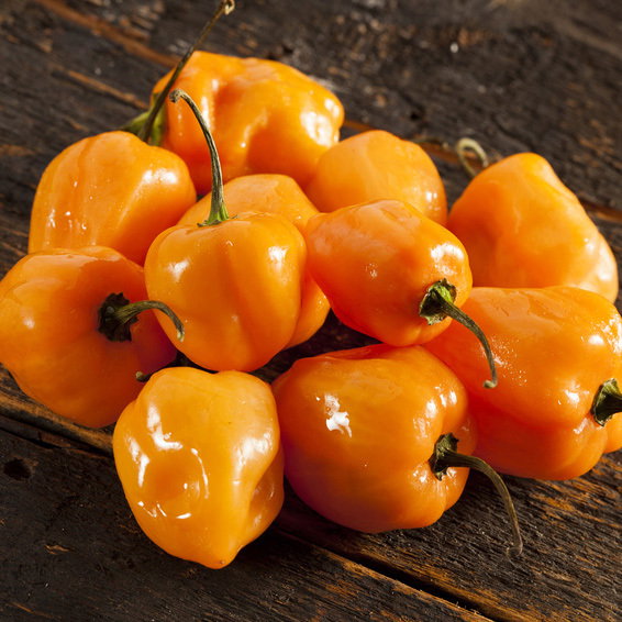 Habanero Orange