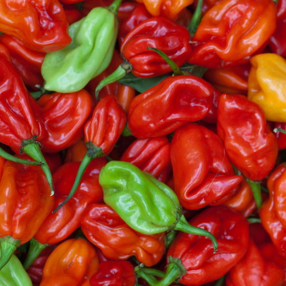Habanero Red