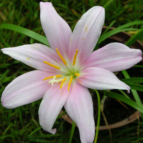 Habranthus Robustus