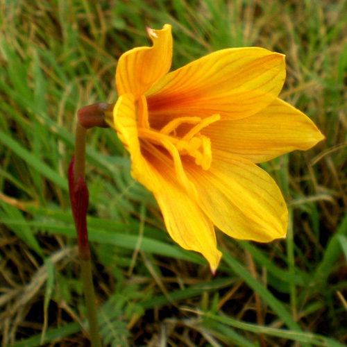 Habranthus Tubsipathus Texensis