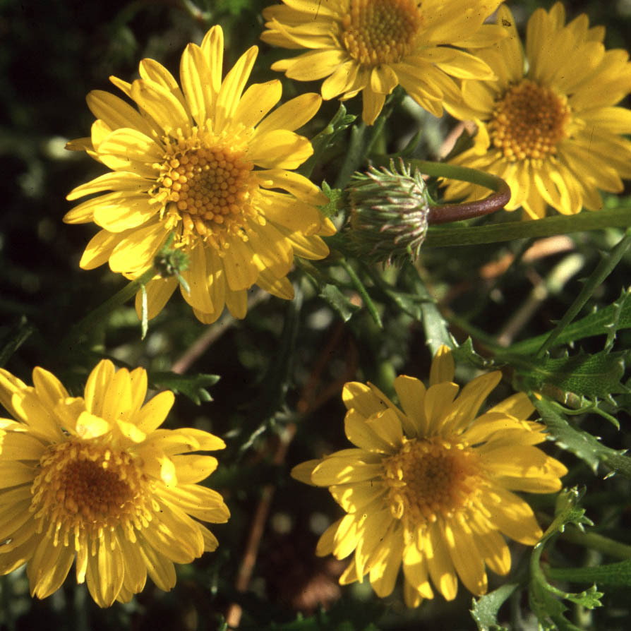 Haplopappus Rehdieri
