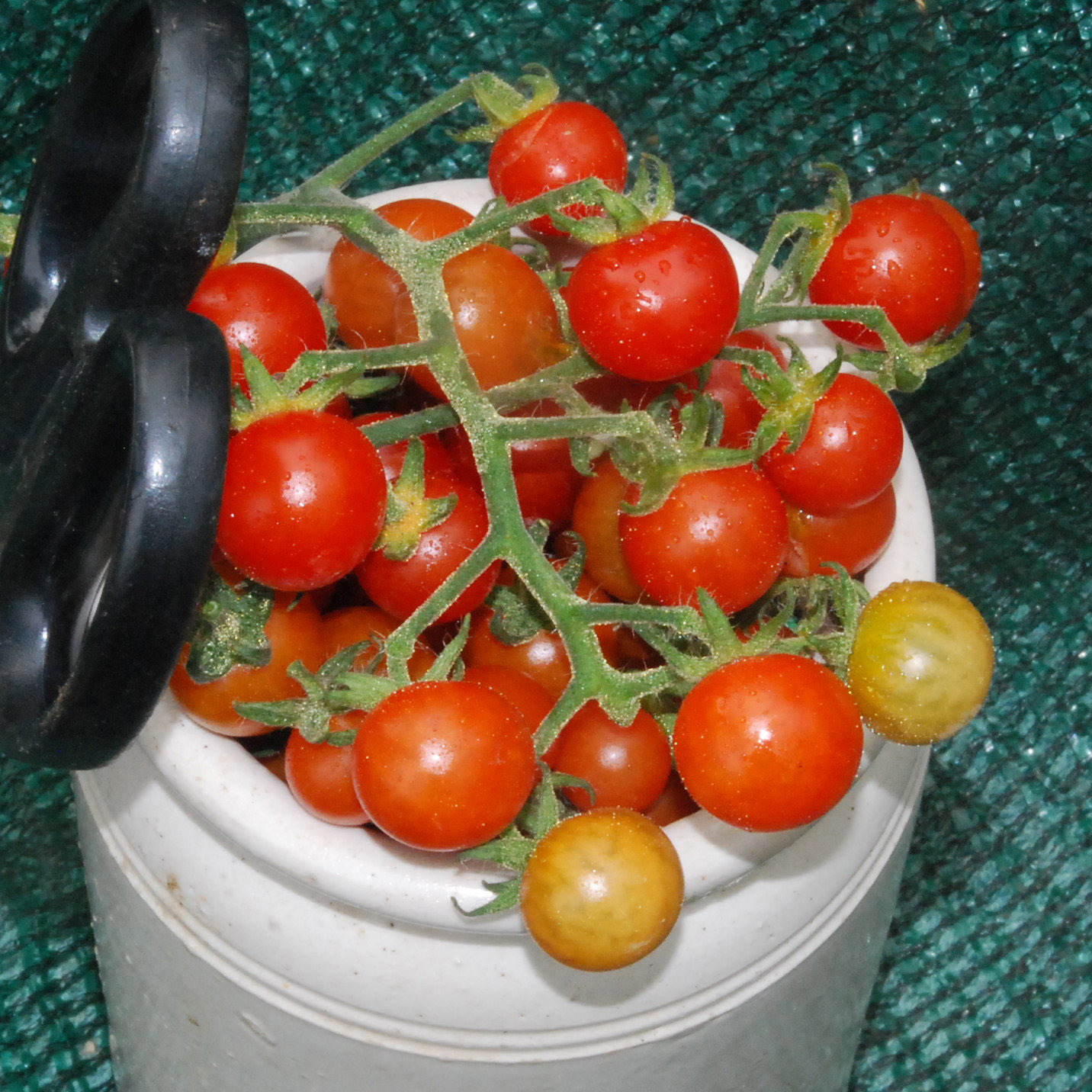 Hawaiiancurrant1