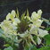 Hedychium Flavescens