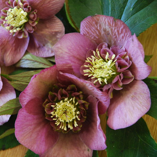 Helleborus Anemone Centred