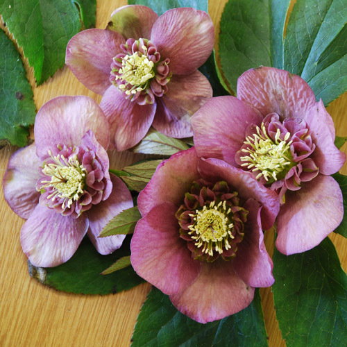 Helleborus Anemone Centred1