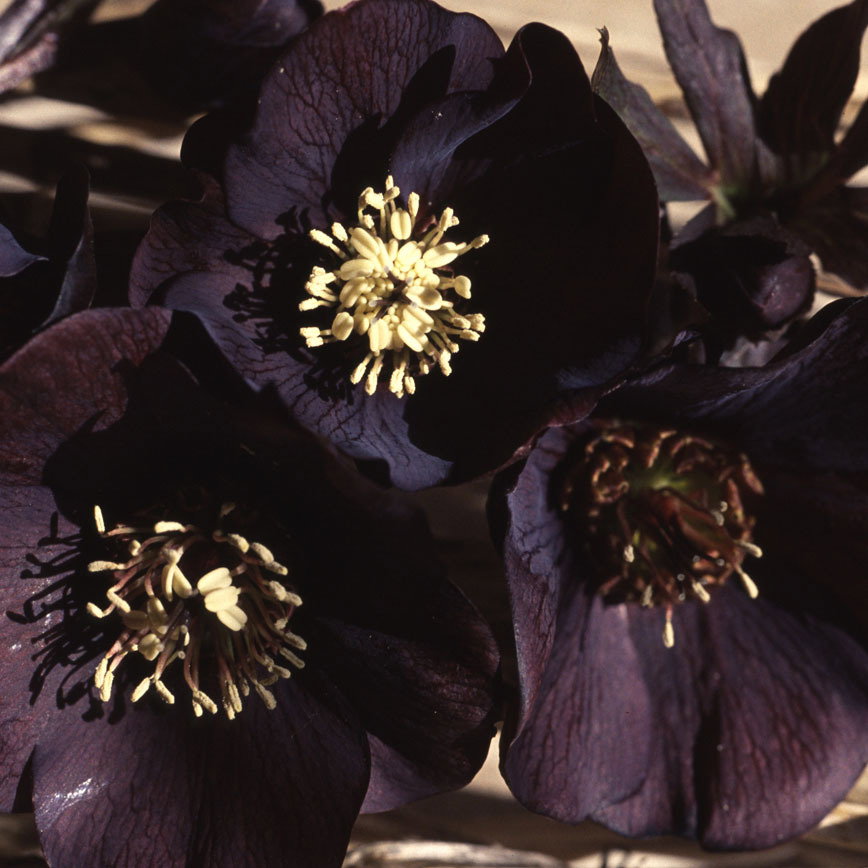 Helleborus Black Beauty