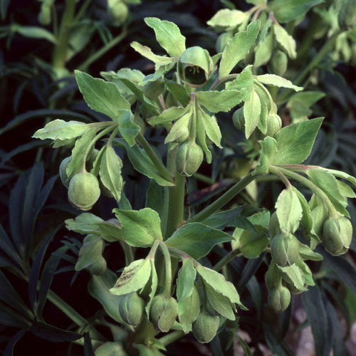 Helleborus Foetidus