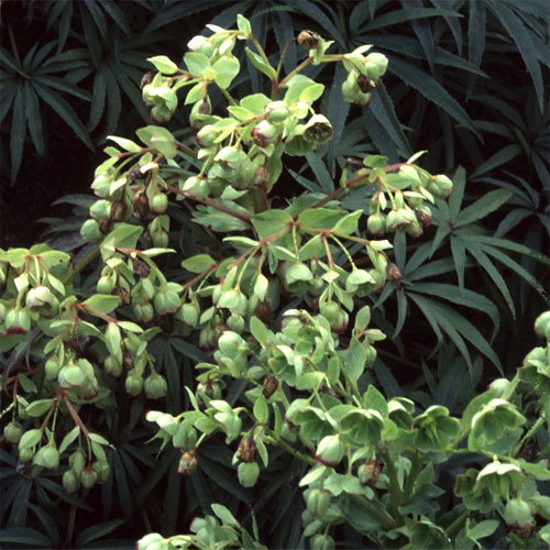 Helleborus Miss Jekyll S Scented