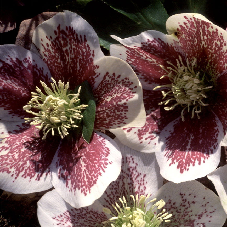 Helleborus Helen Ballard S