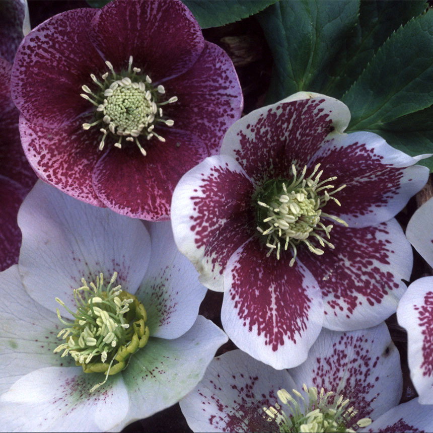 Helleborus Helen Ballard S