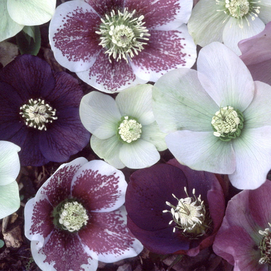 Helleborus Helen Ballard S
