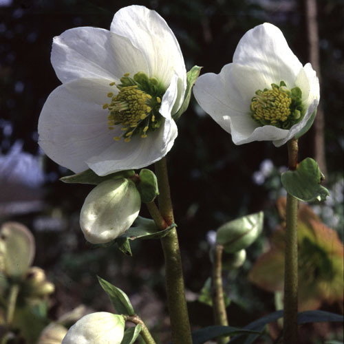 Helleborus Niger