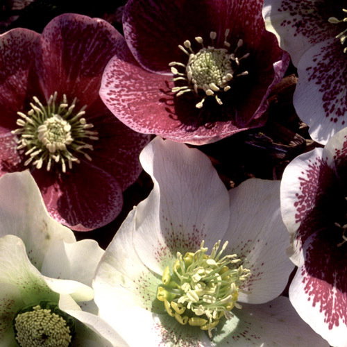 Helleborus Orientalis Best Colours