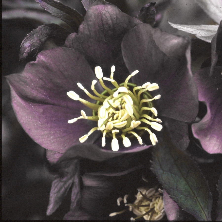 Helleborus Ritas Black
