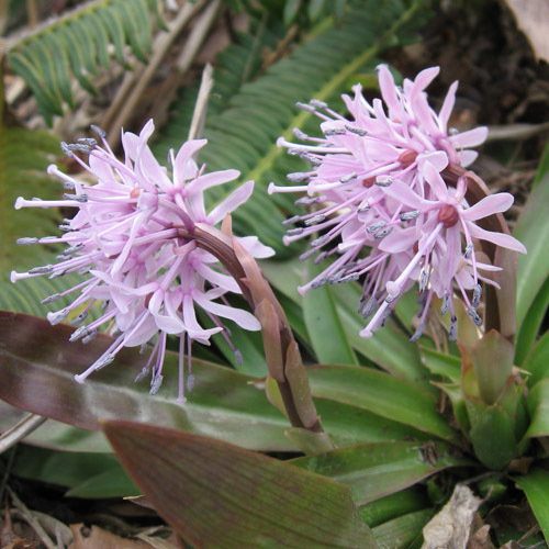 Heloniopsis Orientalis