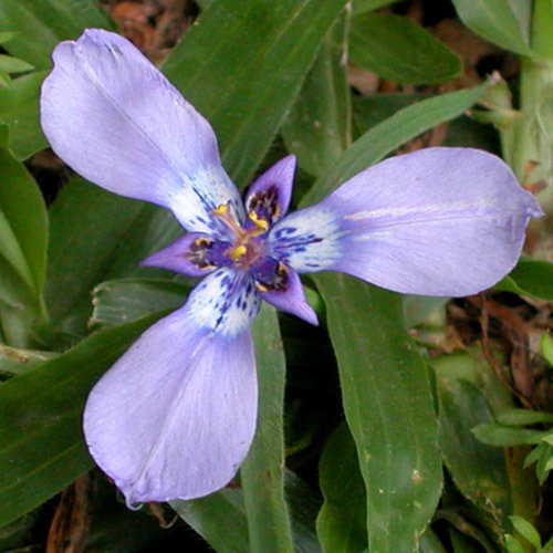 Herbertia Lahue2