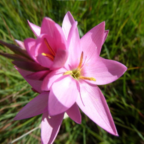 Hesperantha Baurii