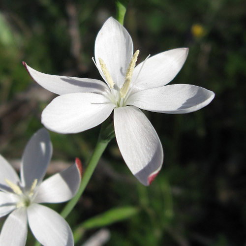 Hesperantha Falcata