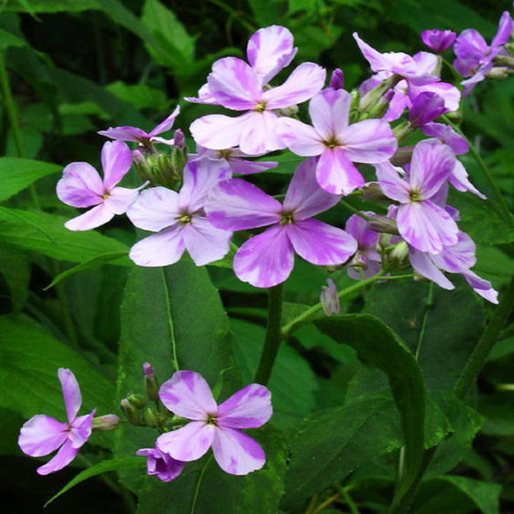 Hesperis Matronalis