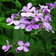 Hesperis Matronalis