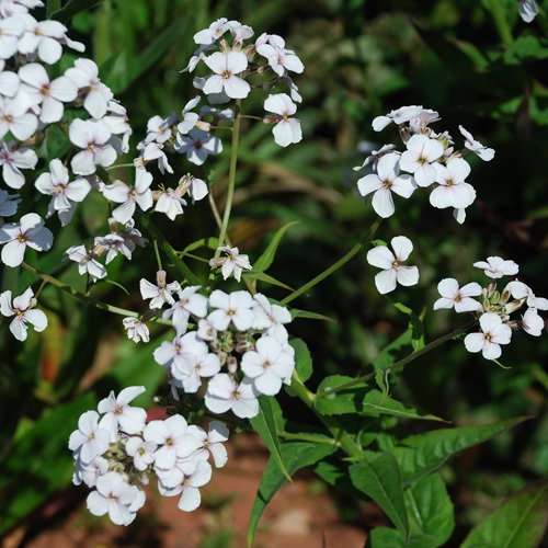 Hesperis Matronalis Alba