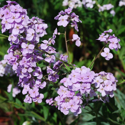 Hesperis Matronalis Pink