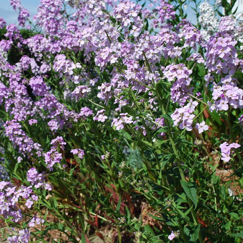 Hesperis Matronalis Pink White Mix2