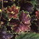 Heuchera127