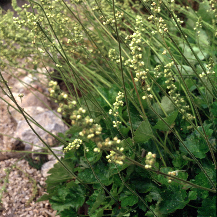 Heuchera Greenfinch