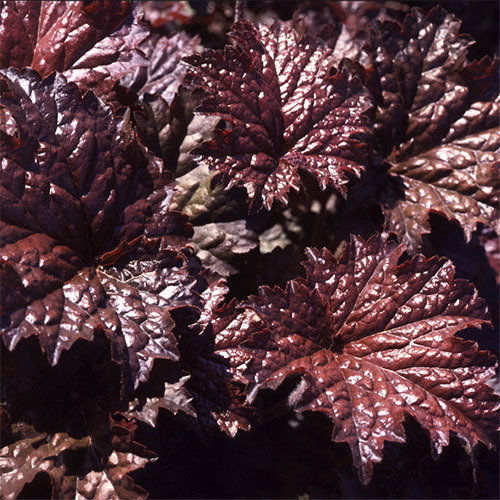 Heuchera Emperor S Cloak