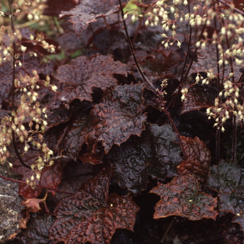 Heuchera Palace Purple