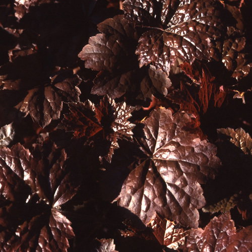Heuchera Palace Purple