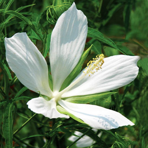 Hibiscuscoccineus Alba