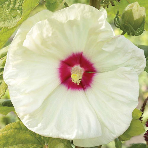 Hibiscus Old Yella