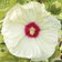 Hibiscus Old Yella